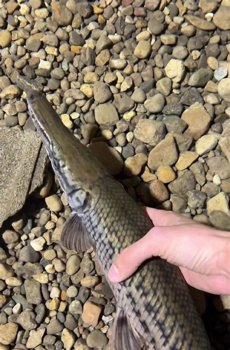 This Man Has An “Eel Pit” Under His Home And It’s Making The Internet ...