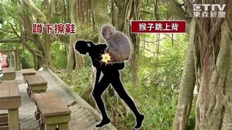 低頭擦鞋到一半柴山獼猴突跳上背搜身 女嚇後滾墜10米谷 Ettoday地方新聞 Ettoday新聞雲