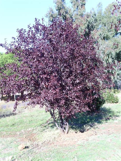 purple leaf plum tree scientific name - Albertine Hite