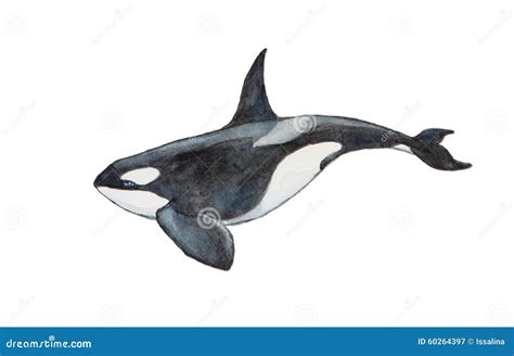 Watercolor Killer Whale Isolated On White Background Orca Hand Drawn