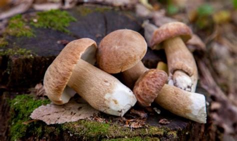 Top Tips And Tricks For Mushroom Foraging The Dixon Pilot