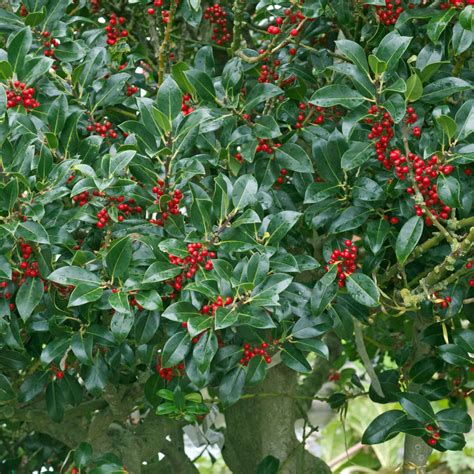 Holly Tree Berries Wall Art | Photography