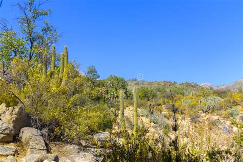 View of the La Campana National Park Stock Image - Image of reserve ...