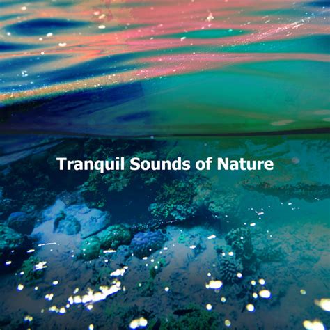 Forest Guardian Song And Lyrics By Tranquil Music Sound Of Nature