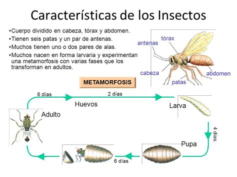 Características Y Clasificación De Los Insectos Pdf Gratis Libros Y Manuales De Agronomia