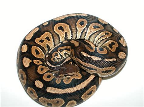 Morph List - World of Ball Pythons