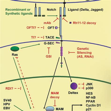 Schematic Representation Of Notch Signaling With Known And Potential Download Scientific