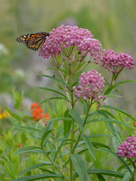 Asclepias Incarnata Rose Milkweed Prairie Moon Nursery