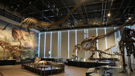 恐竜ラッピングタクシーで巡る 長崎市恐竜博物館日帰りツアー🦖 Play Nagasaki