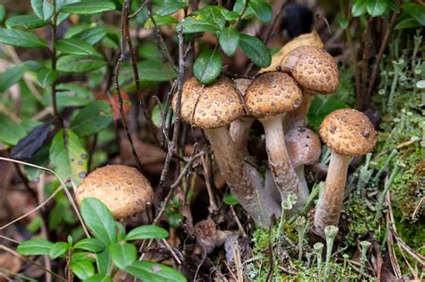 Armillaria Mellea Nmente Conocido Como Hongo De La Miel Es Un