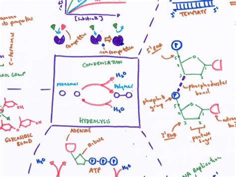 Ocr A Level Biology Biological Molecules Revision Poster Teaching Images