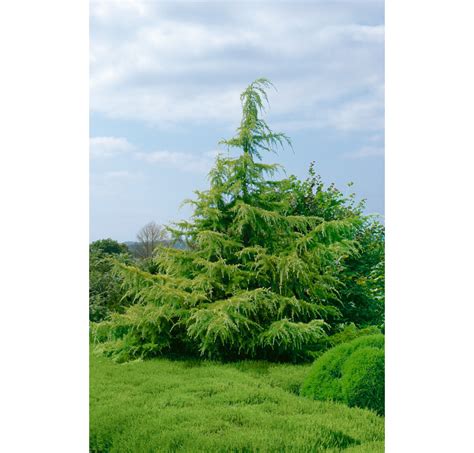 Cedrus deodara Golden Horizon Cedr himalájský 25 30 cm C3