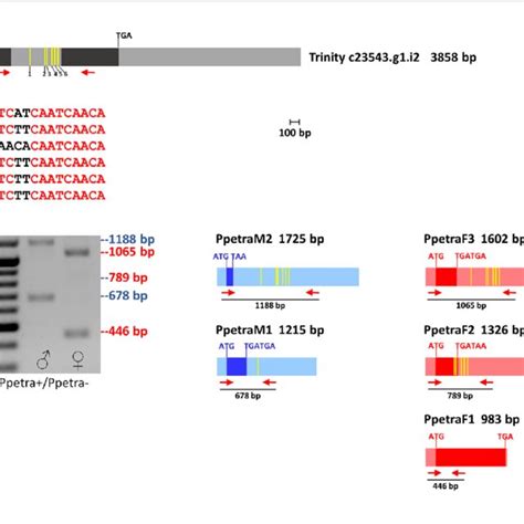 Sex Determination In Insect Species Orders Suborders And Families Of