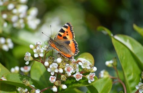 Insecte Papillon Pollinisation Photo Gratuite Sur Pixabay