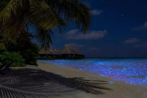 COOLEST NIGHT BEACHES IN INDIA THAT GLOW IN THE DARK Vogue Tourism