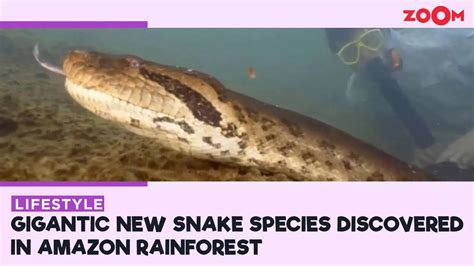 World's biggest snake? Scientists reveal giant new species found in the ...