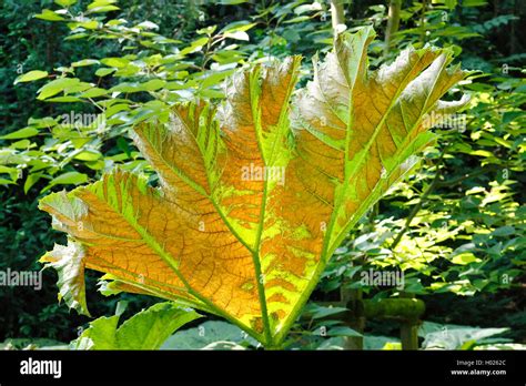 giant gunnera (Gunnera manicata), leaf Stock Photo - Alamy