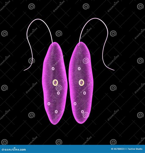 The Structure Of Leishmania Infographics Vector Illustration On