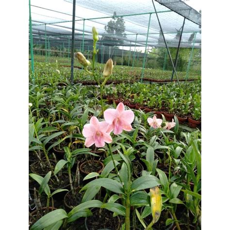 Jual Tanaman Hias Anggrek Dewasa Knop Pot Bunga Pink Crem Realpick