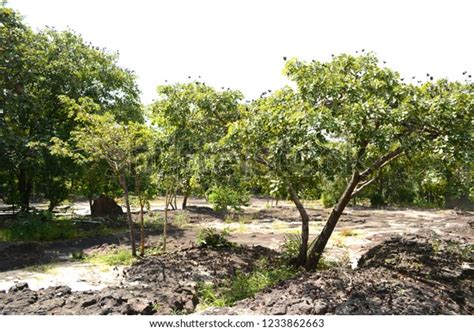 Sindora Siamensis Tree On Stone Landscape Stock Photo 1233862663