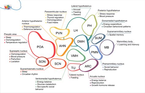 Hypothalamic Nuclei Table