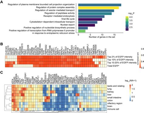 Host Factors Identified From Crispra Library Screening A Gene