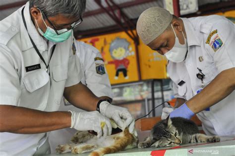 Sterilisasi Kucing Di Jakarta ANTARA News