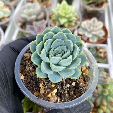 Echeveria Elegans Tips Cuidados Y Reproducci N