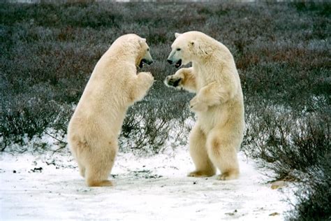 Polar Bear Vs. Hippo (Differences, Habits, Size)