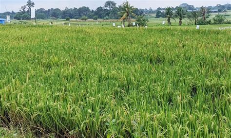 Alih Fungsi Lahan Pertanian Marak Pengamat Duga Ada Campur Tangan