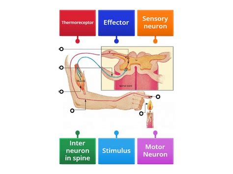 Reflex Arc Diagram - Labelled diagram