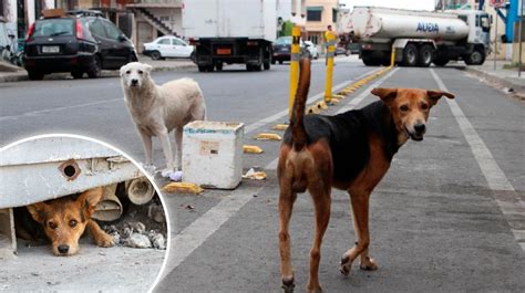 Por Qu Hay Tantos Perros En La Calle Aqu Te Contamos Noticias