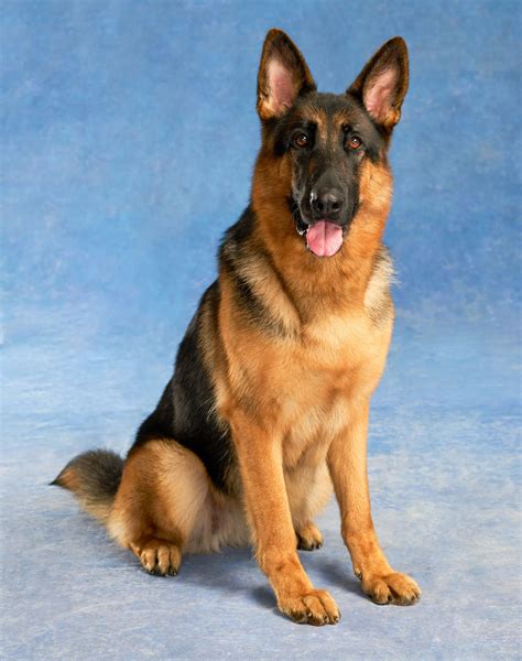 I'm a vet tech and love a controversial dog breed, especially the squishy ones - but there are 8