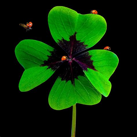 Lucky clover 1080P, 2K, 4K, 5K HD wallpapers free download | Wallpaper ...