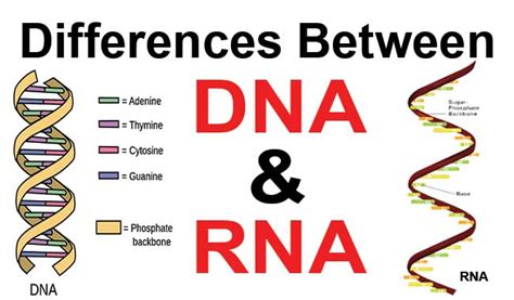 Difference Between Dna And Rnaa Concept To Learn Via A Biology Tutor Tutor Pace