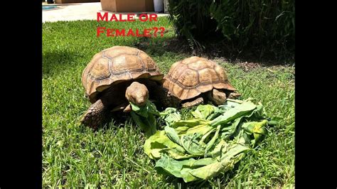 How To Sex Your Sulcata Tortoise Youtube