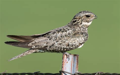 Common Nighthawk Sean Fitzgerald Photography