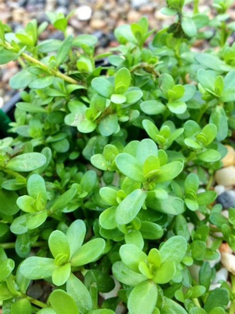 Bacopa monnieri | Wholesale Nursery - Nurseries in Melbourne, Sydney ...