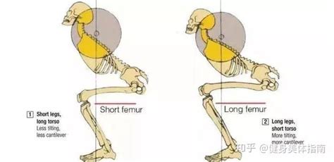 深蹲错误动作纠正与解析 知乎