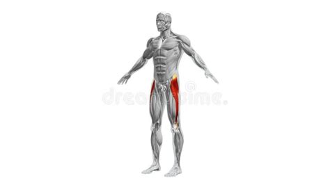 Anatomy Of The Tensor Fasciae Latae Muscles Stock Illustration