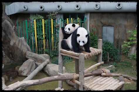 Lalalaland...: Panda at Zoo Negara