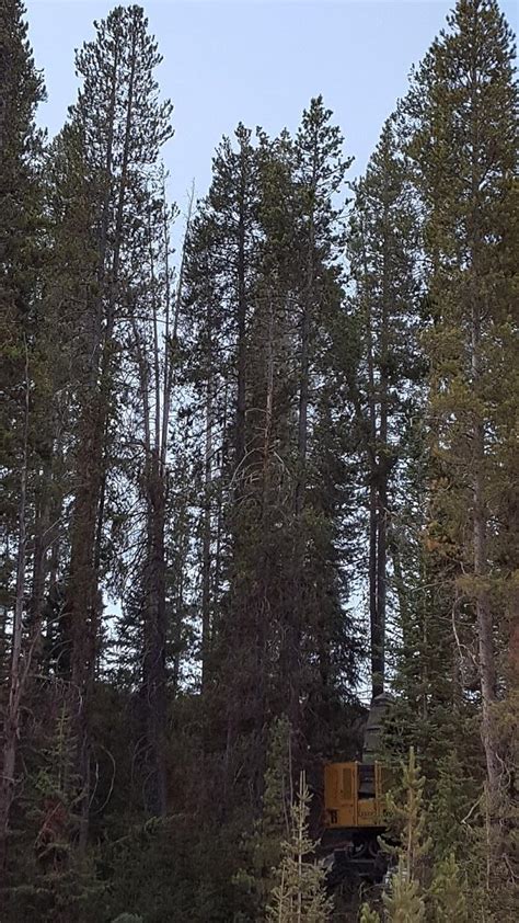 Forestry Practices Tour Forestry Extension Usu