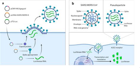 Identifying SARS CoV 2 Entry Inhibitors Through Drug Repurposing