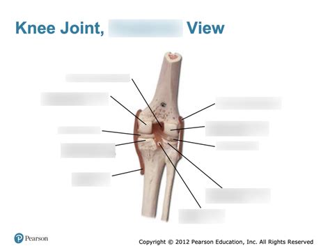 Knee Joint Posterior View Pg29 Diagram Quizlet