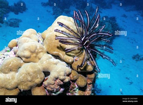 Crinoidea deep hi-res stock photography and images - Alamy