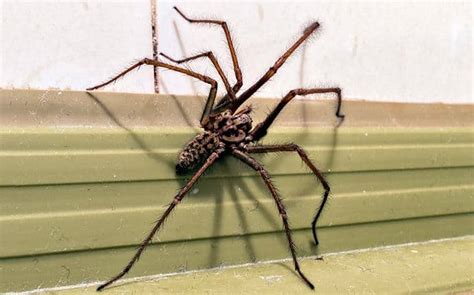 A Guide To The Common Types Of Spiders In Central Wa Prosite Pest Control