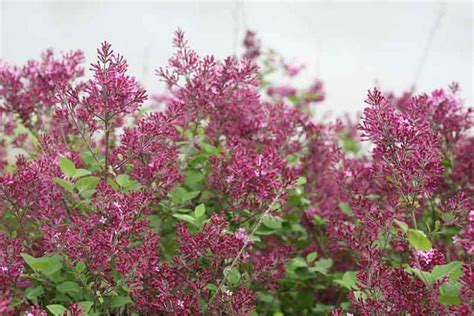 Syringa Bloomerang Dark Purple Reblooming Lilac