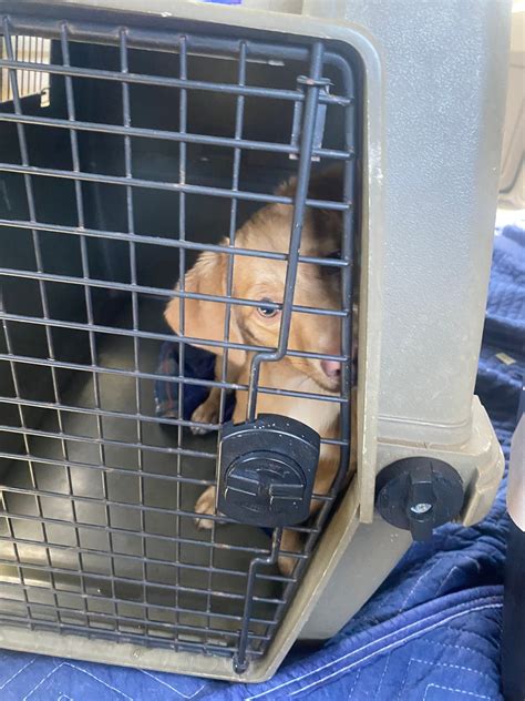 Pender County Humane... - Pender County Humane Society