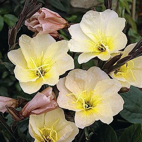 Oenothera Lemon Sunset Evening Primrose Sundrops Scented Yellow