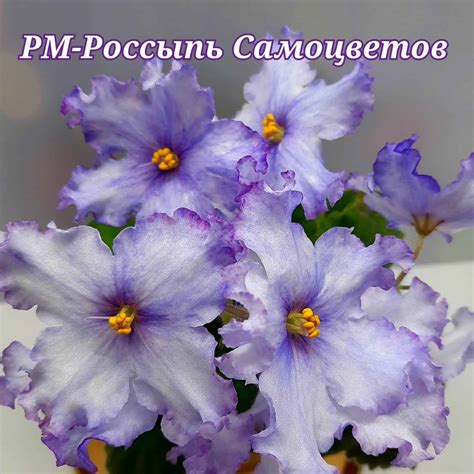 РМ-Россыпь Самоцветов > фото и описание сорта> Фиалки online